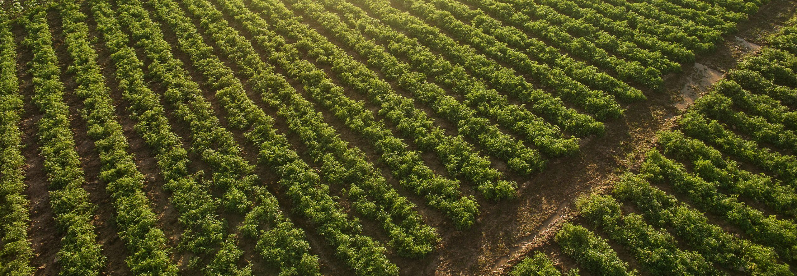 About tobacco