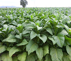 Tobacco field