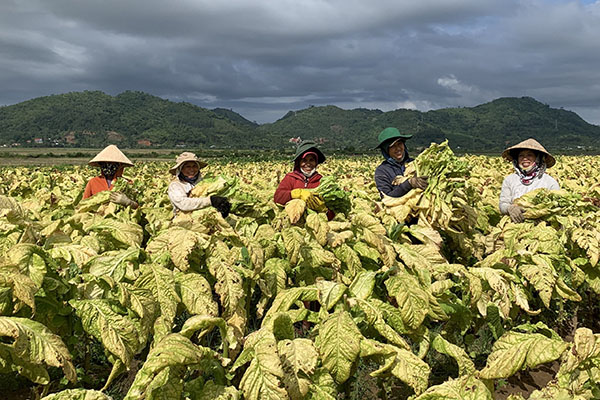 BAT Vietnam’s sustainable production program for farmers