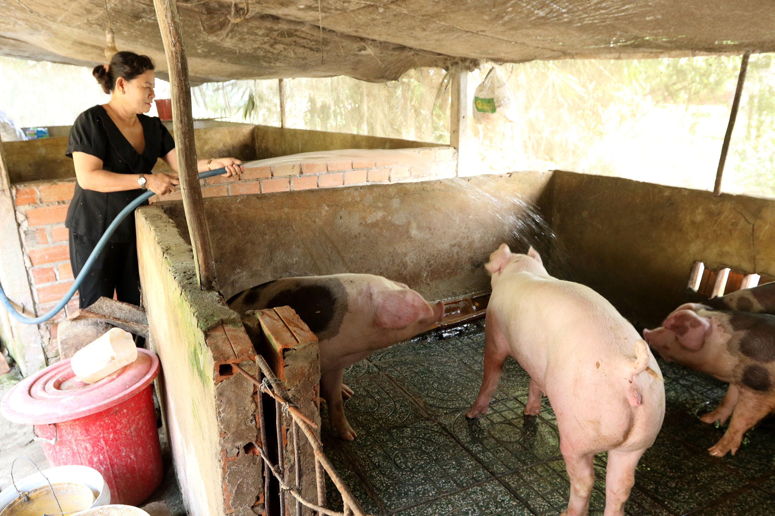 Women's empowerment - pigs project