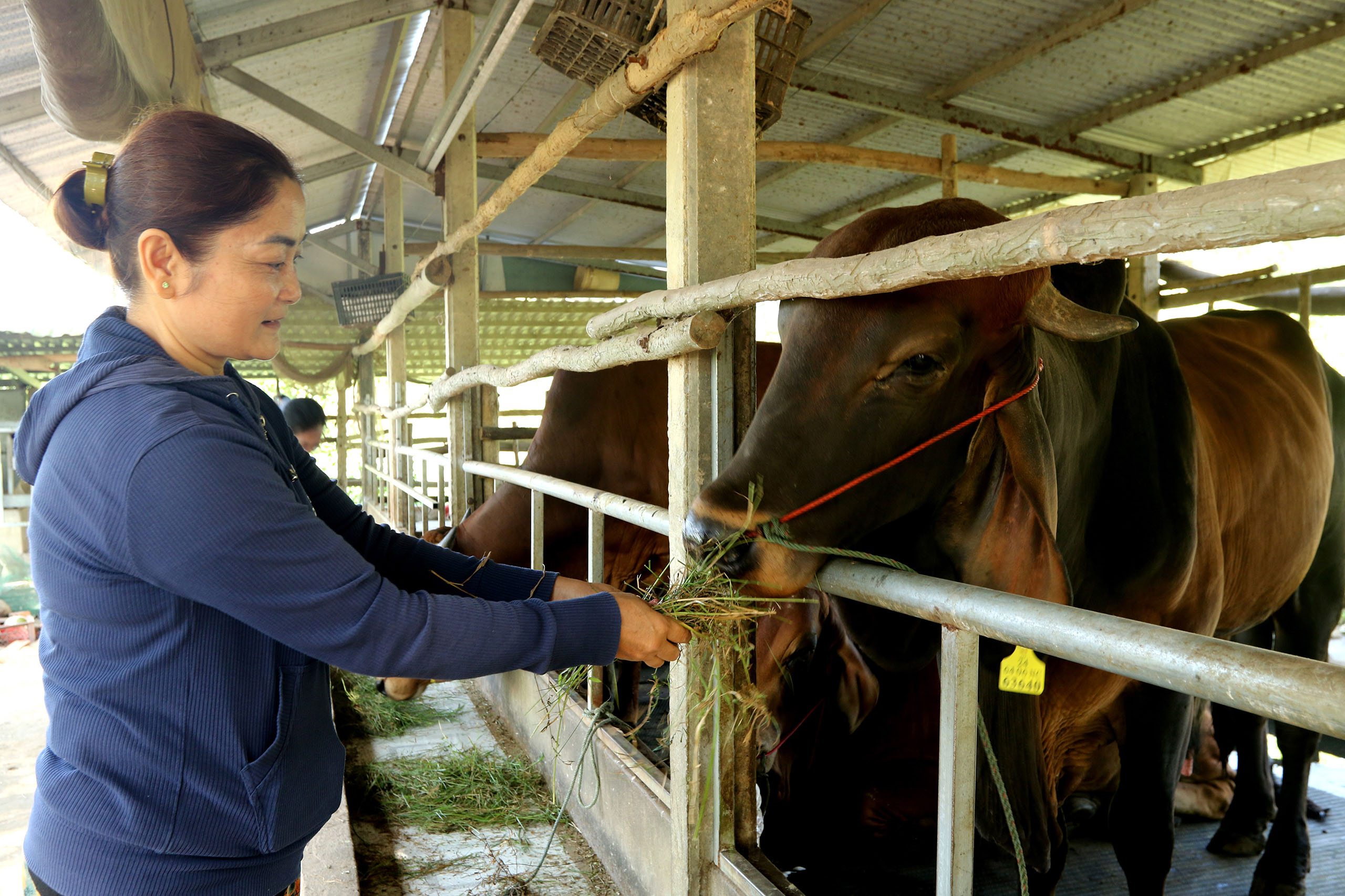Women's empowerment - cattle project