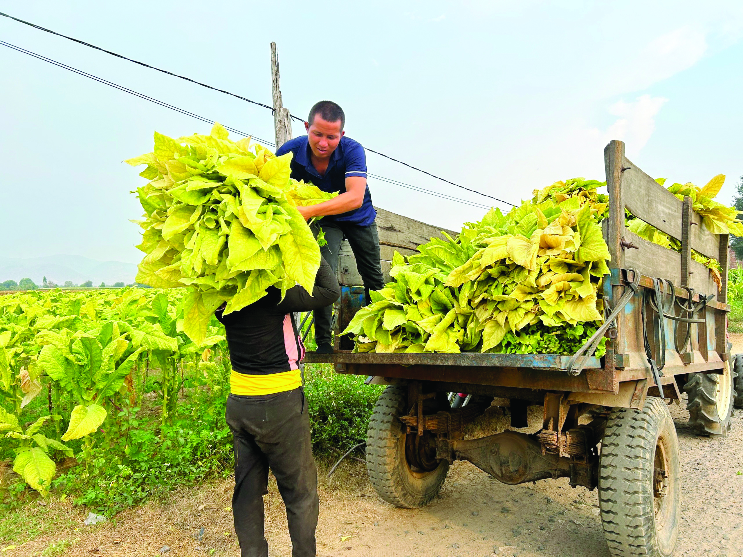 Farmers harvesting tobacco leaves