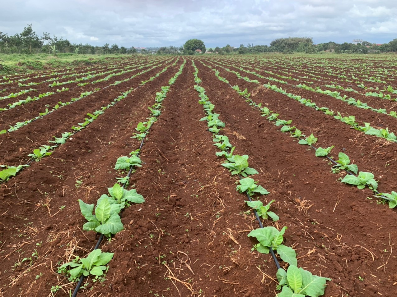 Young tobacco plants growing