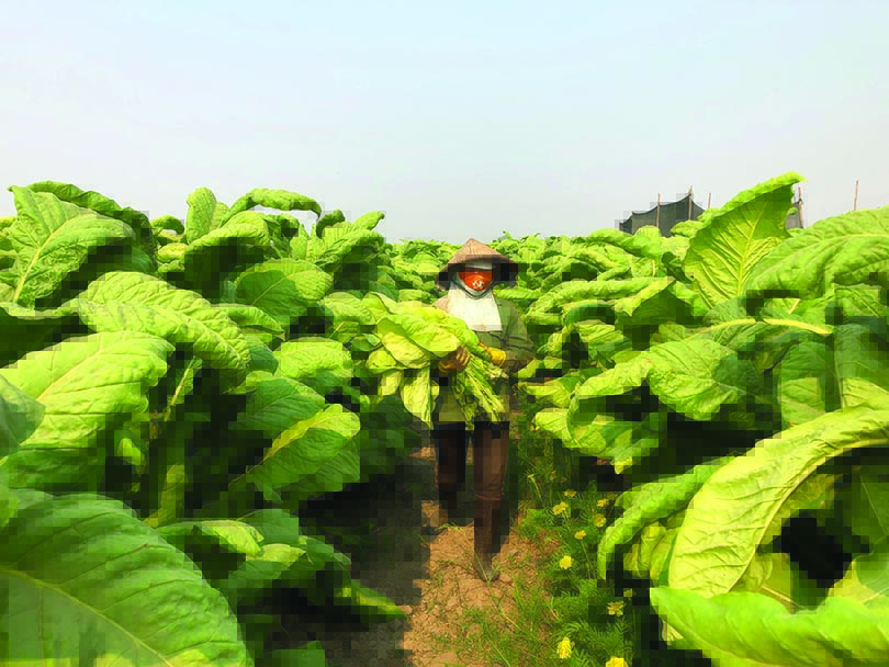  All farmers in BAT Vietnam’s supply chain are committed to improving their livelihoods.
