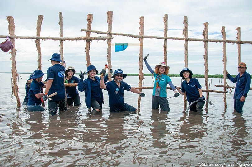 Mangrove tree planting