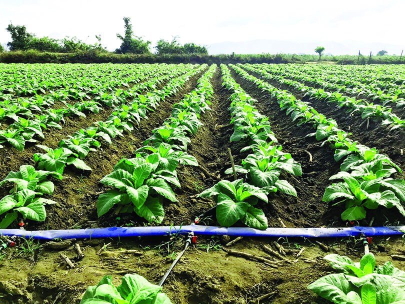 BAT Vietnam to introduce the drip irrigation system to farmers for water resource conservation