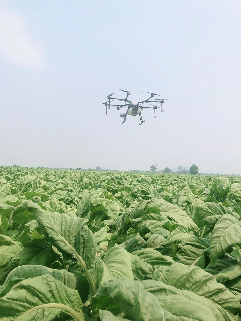 The method of spraying pesticides by drones is applied by BAT in the leaf growing area of Gia Lai province.