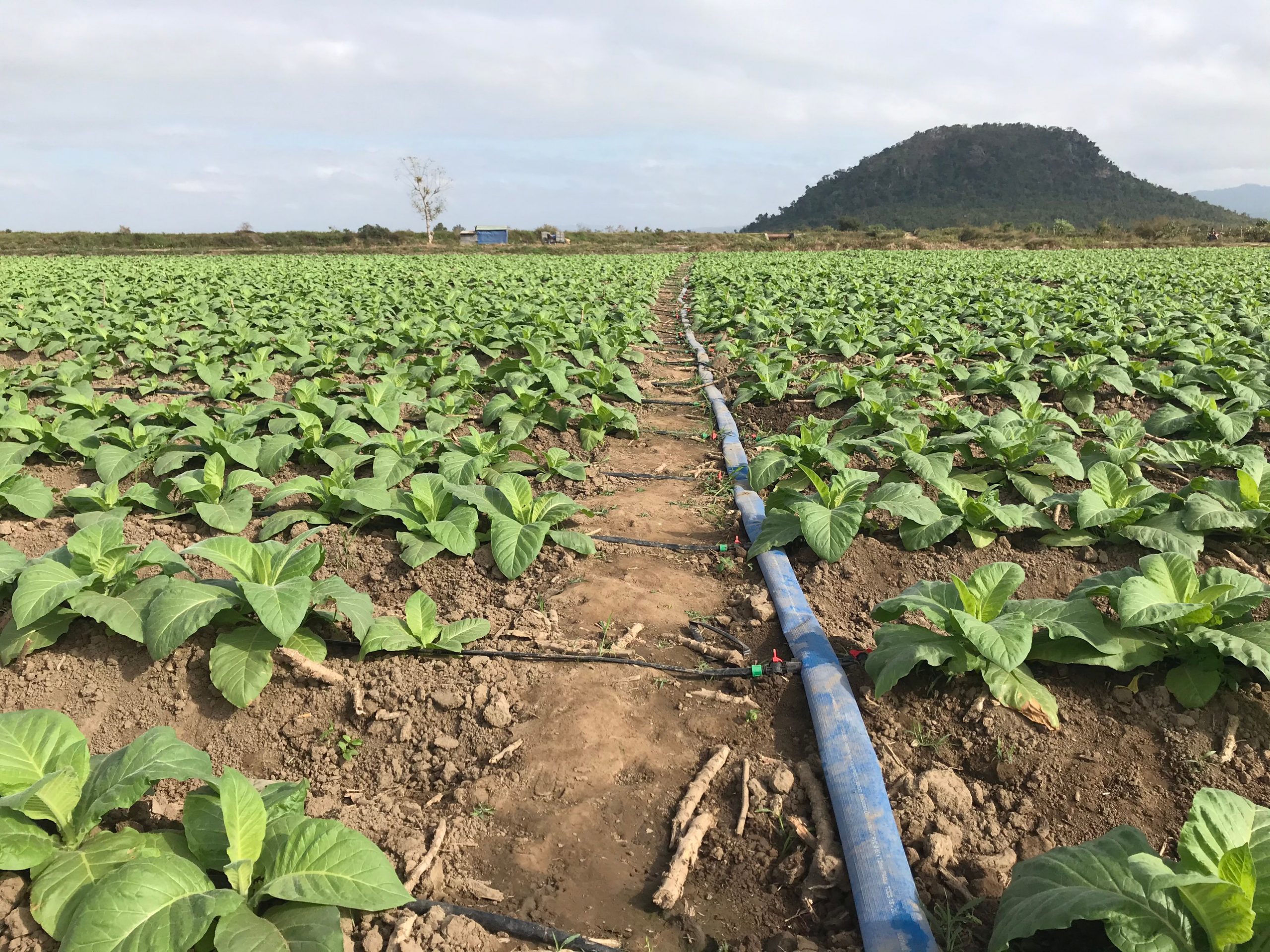 Tobacco crop irrigation system