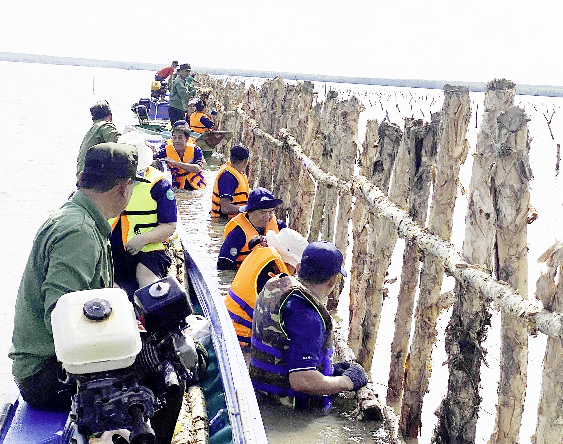 Planting mangroves