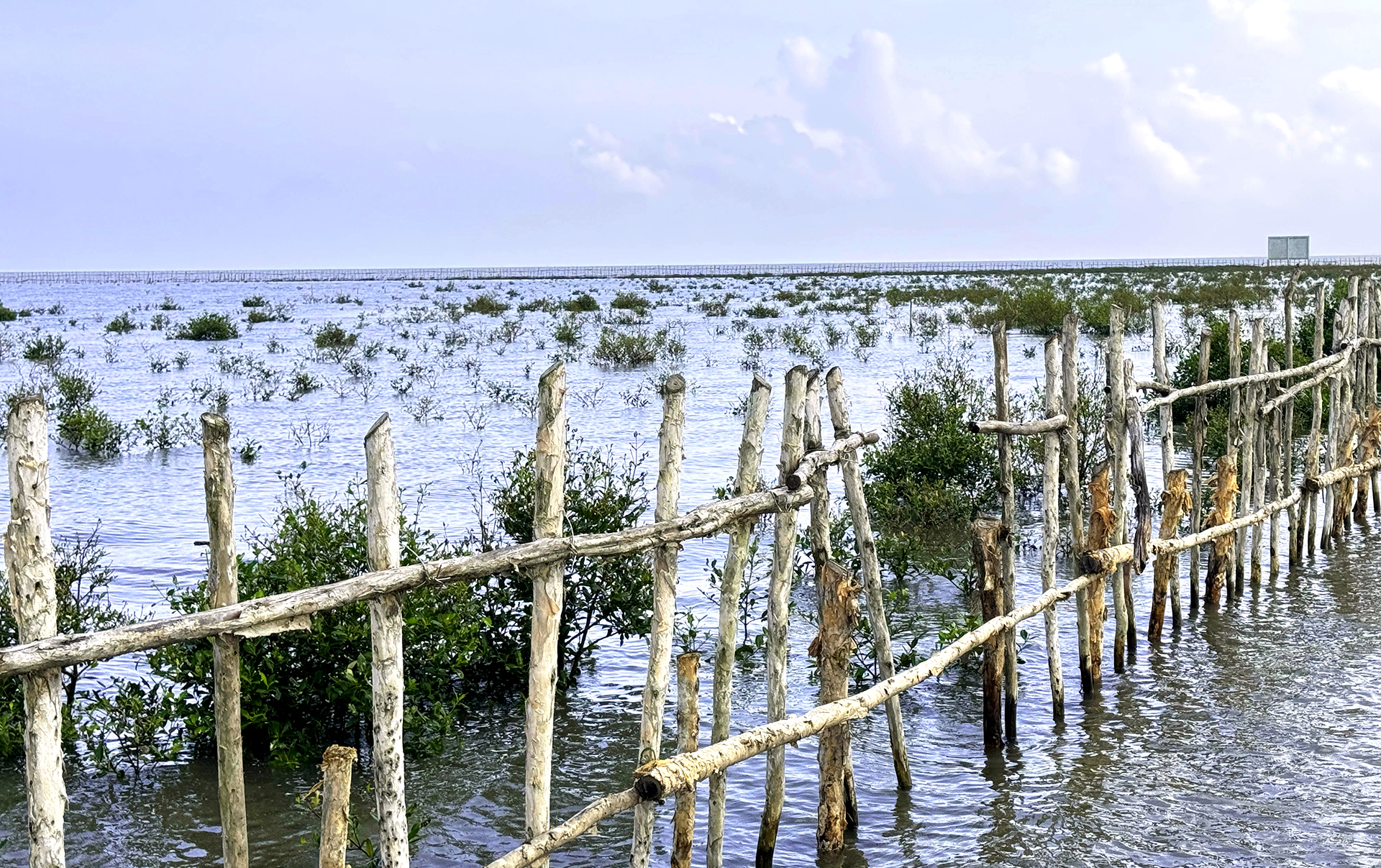Barrier holding newly planted mangroves