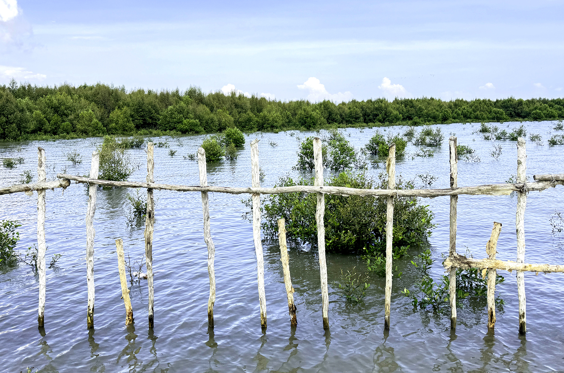 Wooden structure to support mangrove