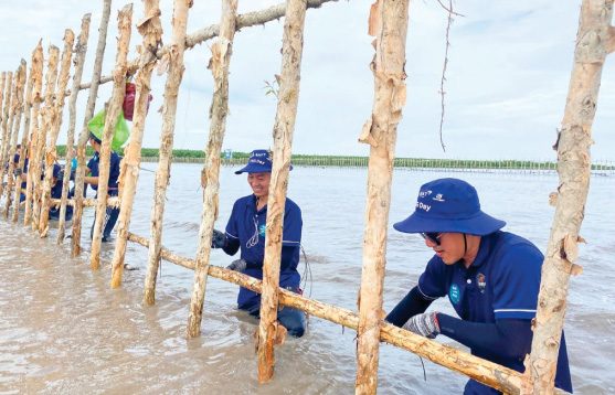 Afforestation activity in Ca Mau